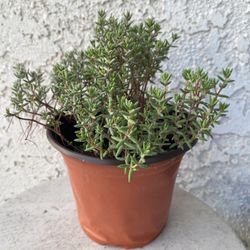6 Inch Pot Succulent Plant - Rare Crassula Biplanata - Rooted & Established - Drought Resistant 🪴