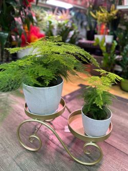 Asparagus fern cây thủy tùng (feng shui Plants $12up)