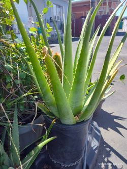 Aloe vera  plan