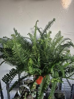 Boston Fern Plant 6" Pot 
