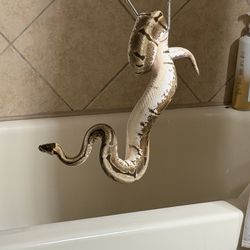 Female Ball Python 