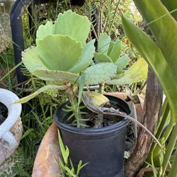 Succulent 
