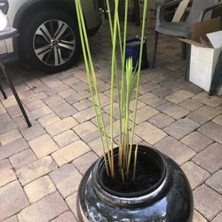 Glazed Pot With Papyrus Plant