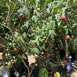 Plant 