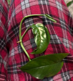 Pothos ivy ( pick up only )