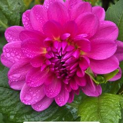 Dahlia Plants Le Baron $5 Each 
