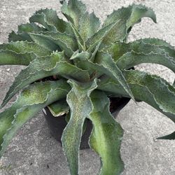 Mangave ‘Catch a Wave’ – Unique Wavy Succulent – 3 Gallon – $40