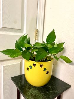 Pathos Plant 🪴
