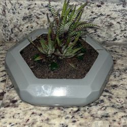 Geometric Planter