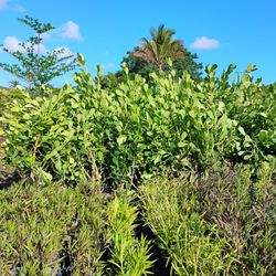 Huge Sale Large Clusia On Sale Now $26