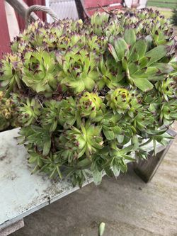 Hens and Chicks