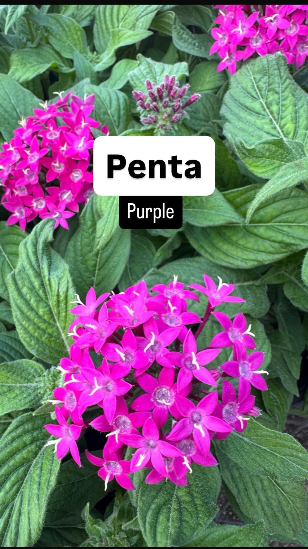 💜 Plant: Penta Purple