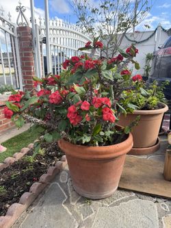 Crown of Thorns plant