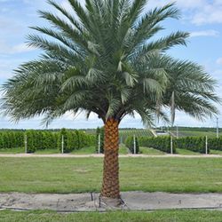 LARGE Sylvester Palms Palm Trees For Sale