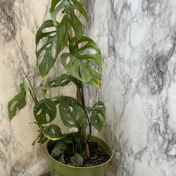 HERMOSAS PLANTAS NATURALES “SWEET CHEESE PLANT 