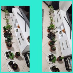 Plants. Plants. Bundle.  22 Plants For $55 Or Best Offer 