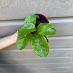 4” hoya fungii
