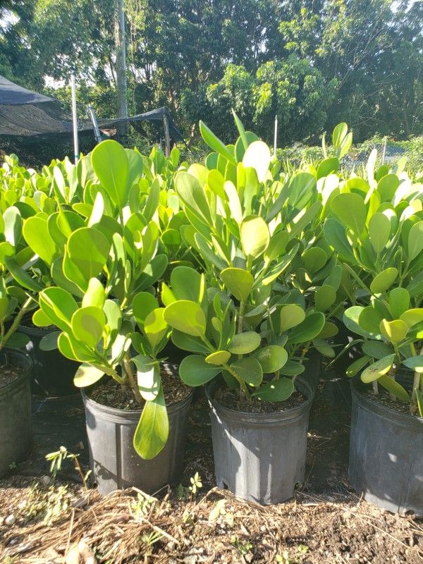 Clusias Planted Instaladas For Only $10 Free Delivery With In 10 Miles