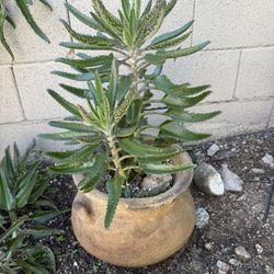 Free Mother Of Thousands Cuttings  