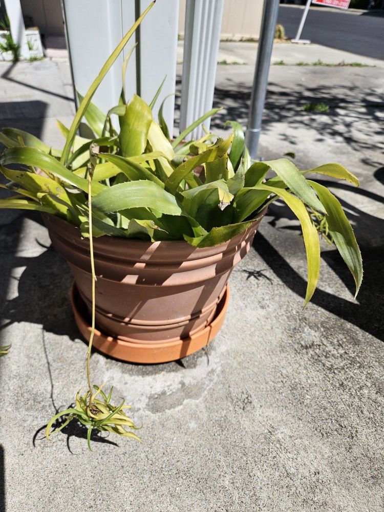 Bromeliad And Spider Plant