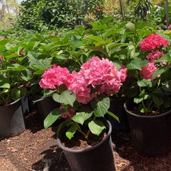 Hydrangeas