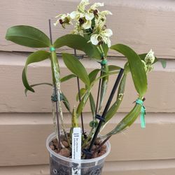 dendrobium orchid