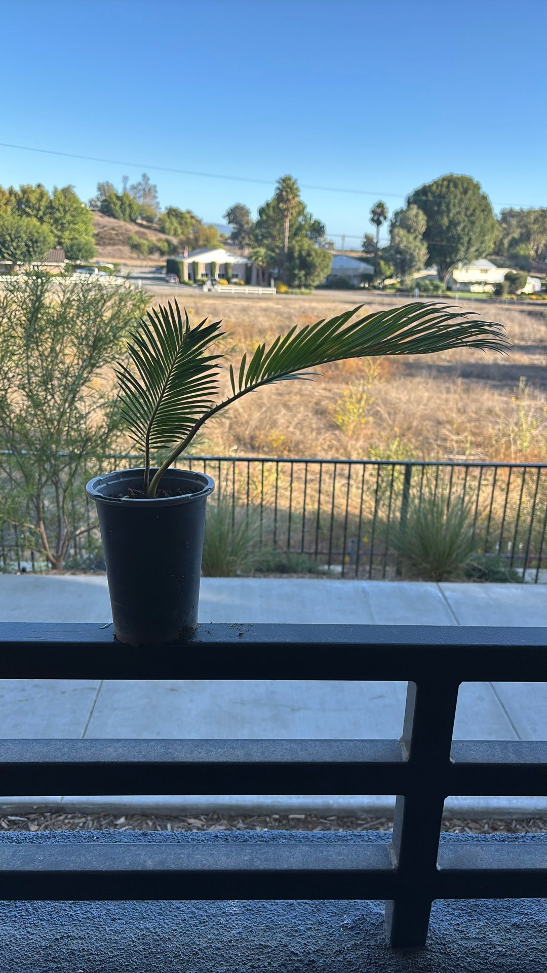 Sego Palm (Sago Palm)