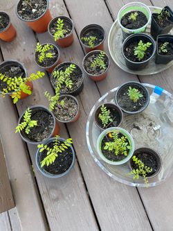 Curry Leaf Plants