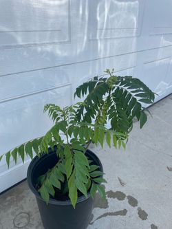 Curry Leaf