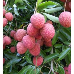 Lychee Litchi Chinesis Vai Thieu Starter Plant 1 Ft Ready To Grow