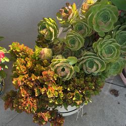 Planta Natural