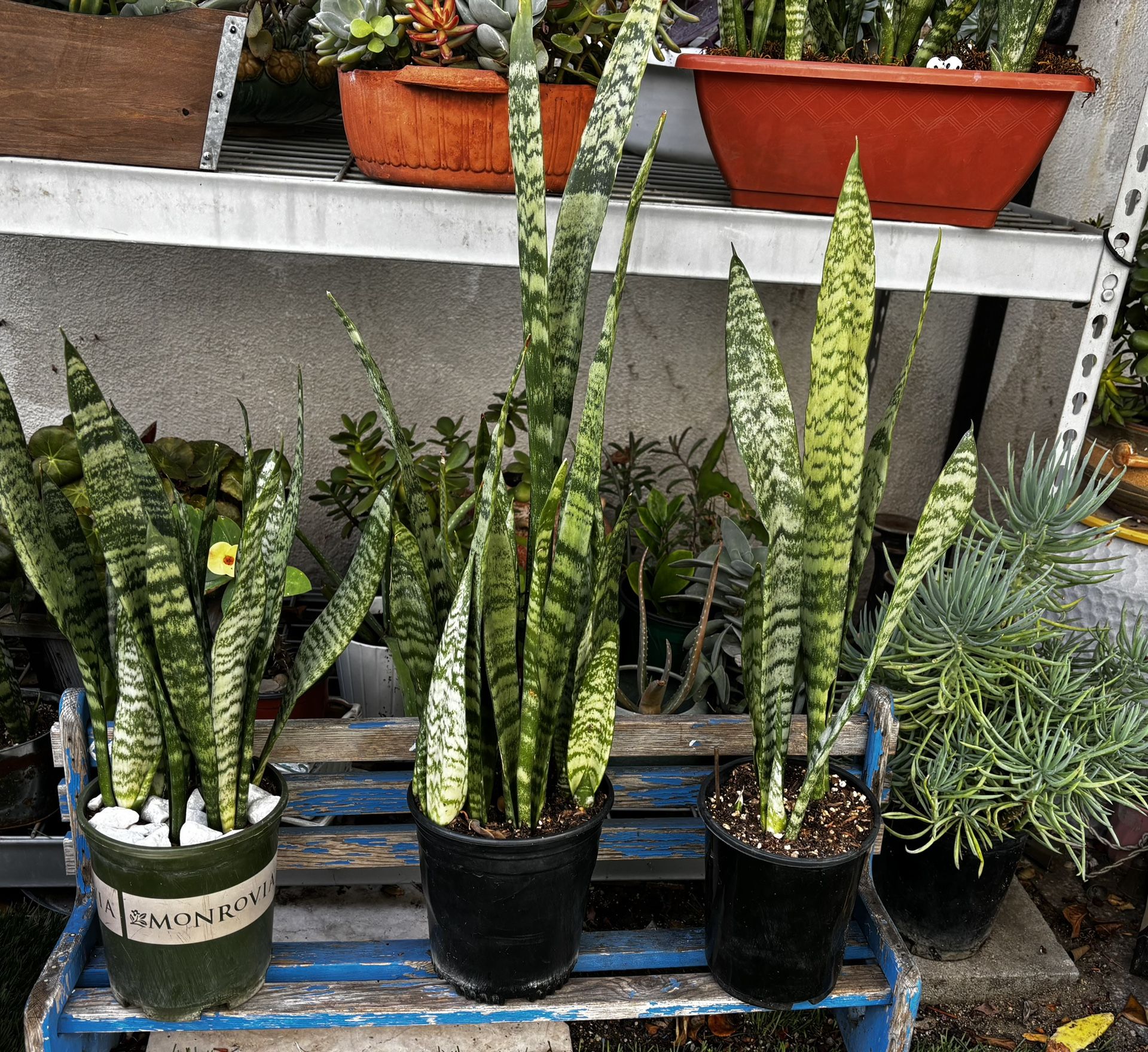 Nice Snake Plants In A One Gallon Plastic Pot In