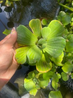 Lettuce pond plants