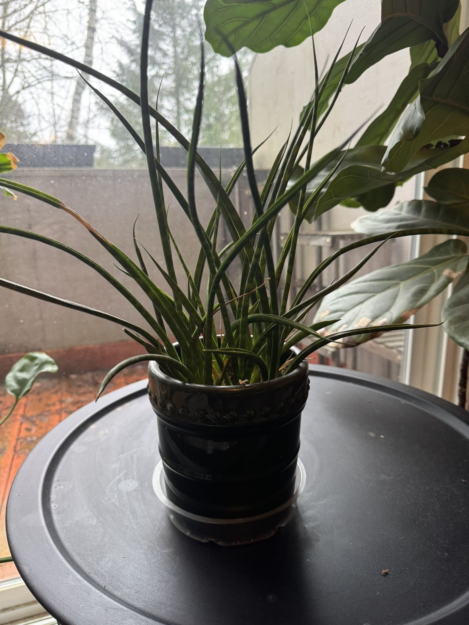 Healthy Snake Plant Variety And Pot