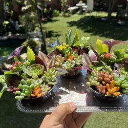 Cute Little Succulents Pots , Each $2.50