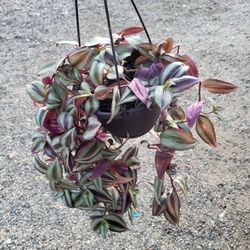 Wandering Jew Plant 6" Pot