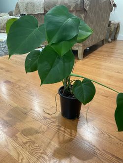 monstera plant