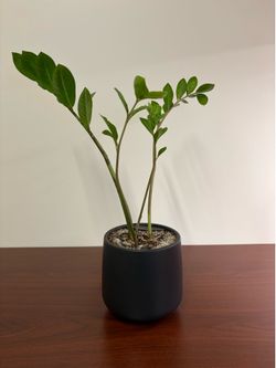 Easyplant ZZ Plant - Small Self Watering Pot