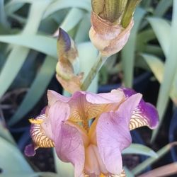 Iris Plants.