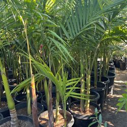 Beautiful King Palm $$78 each