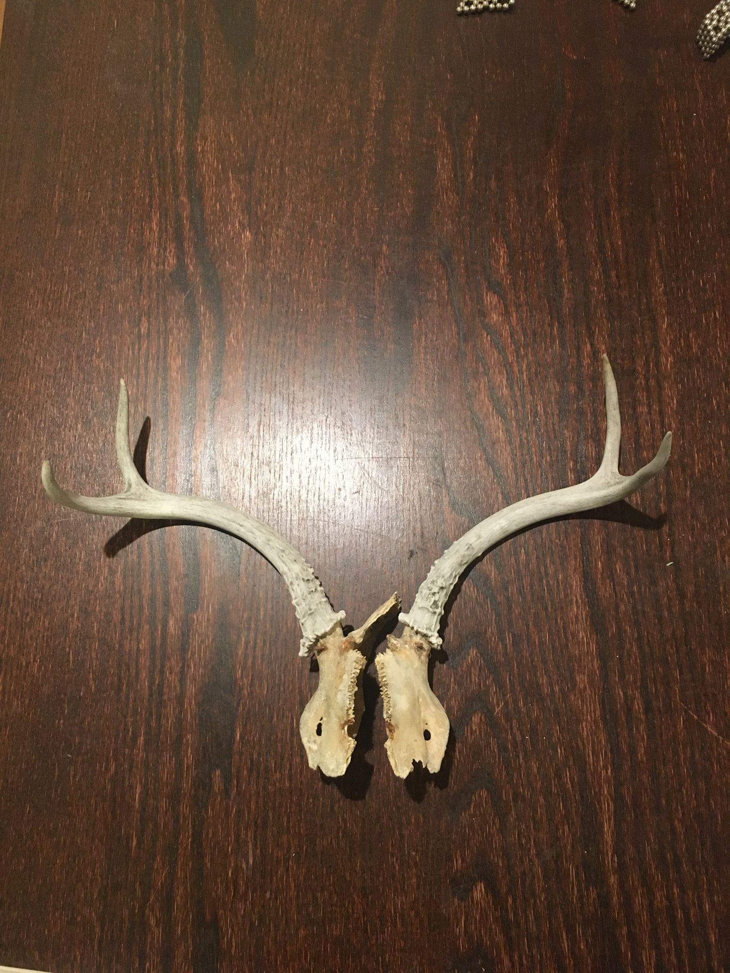 Pair of naturally shed deer antlers from the Socal high desert