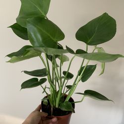 Mostera Delicious Indoor Plants 