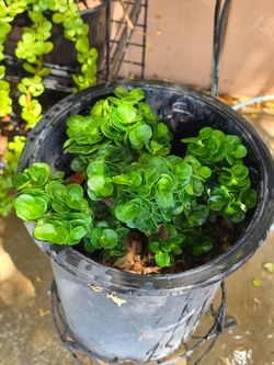 Natal plum plant