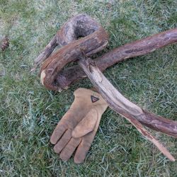 Western Red Cedar Pretzel 