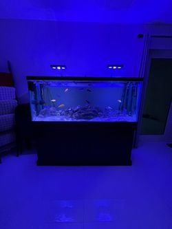 Aquarium / fish tank