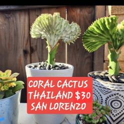 CORAL CACTUS SALE THIS WEEK  IN SAN LORENZO  DM FOR APPT