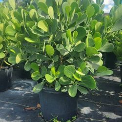 Beautiful Clusias Plants For Inmediate Privacy!!! About 4 Feet Tall Measurements Over The Pot!! Fertilized 