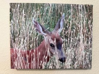 8x10 Canvas Print.  “Taking Covertt.  Jackson Bottom Wetlands, Oregon”