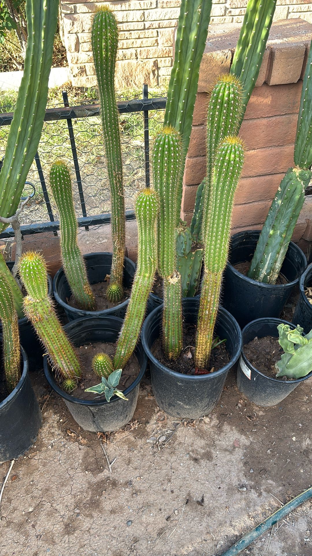Antorcha Cactus $80 Each