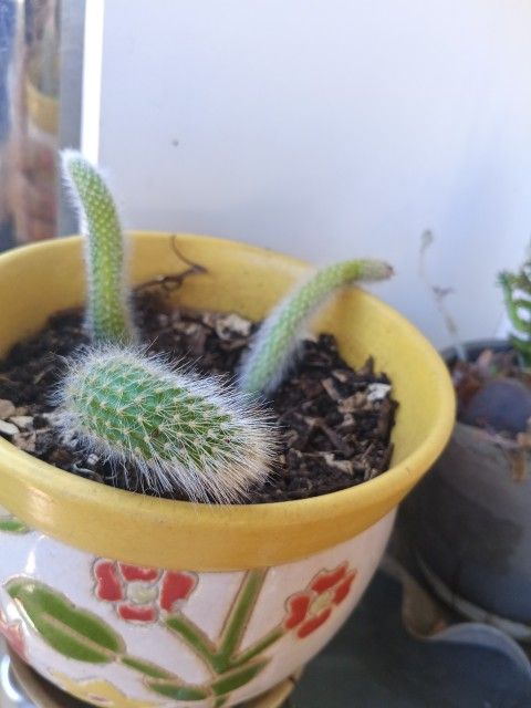 Plants